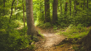 Zdjęcie koło szklarnio-plantacji.